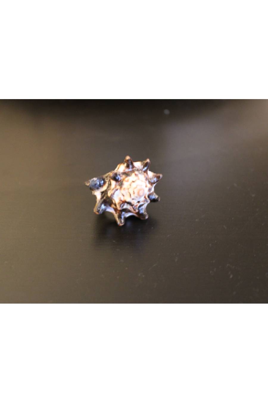 Queen of the Ocean Seashell Ring